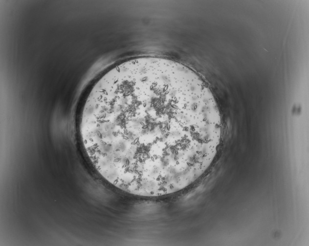 X0000102860198200809151219