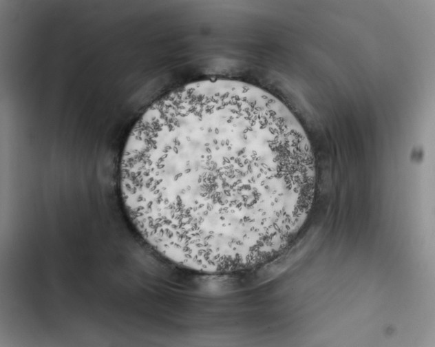 X0000102860273200809151218