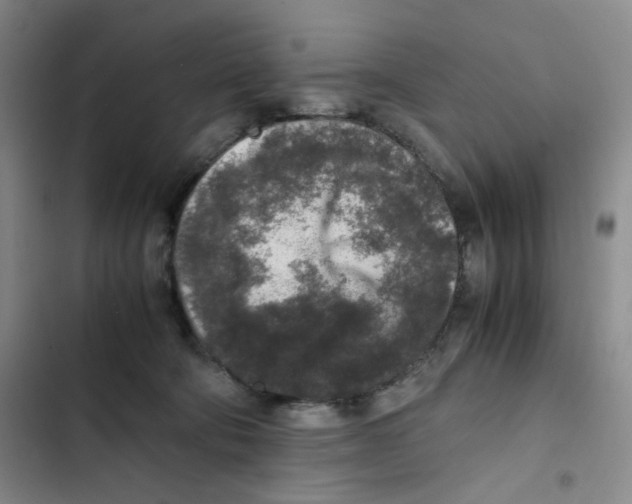 X0000102860322200809151217