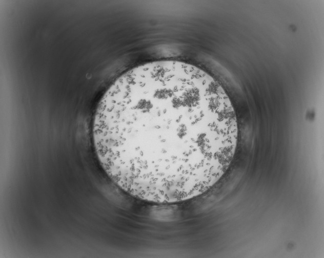 X0000102860373200809151217