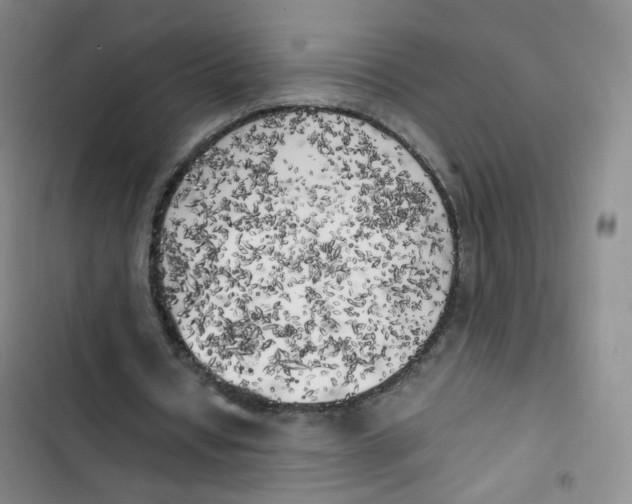 X0000102860434200809151215