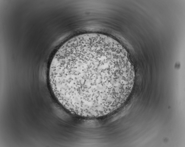 X0000102860446200809151215
