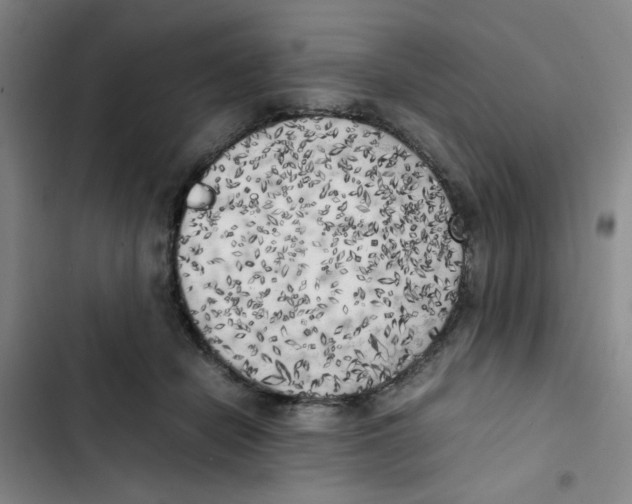 X0000102860462200809151215