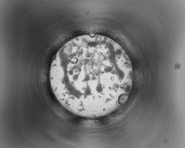 X0000102860499200809151215
