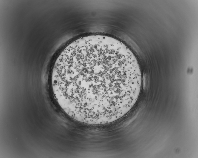 X0000102860723200809151210