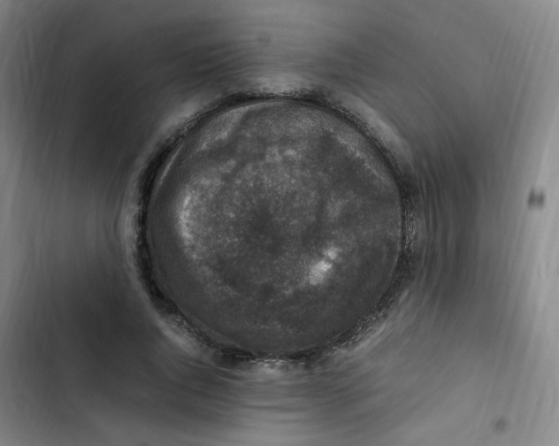 X0000102860736200809151210