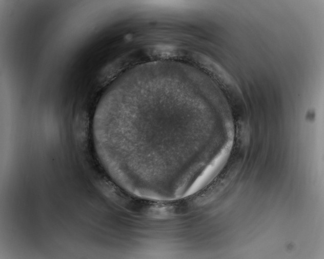 X0000102860760200809151211