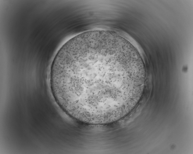 X0000102860811200809151210