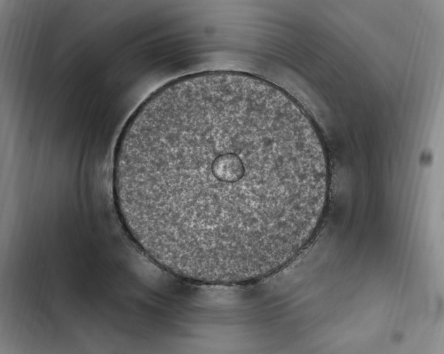 X0000102860836200809151209