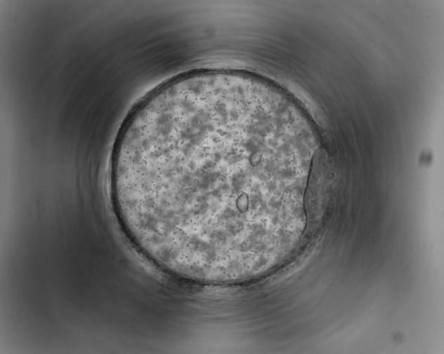 X0000102860840200809151209