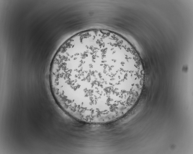X0000102860903200809151208