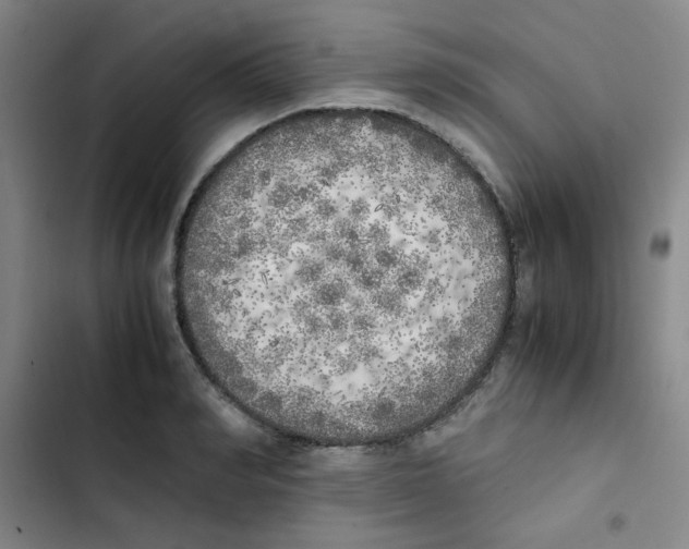 X0000102860990200809151207