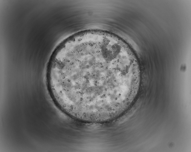 X0000102860991200809151207