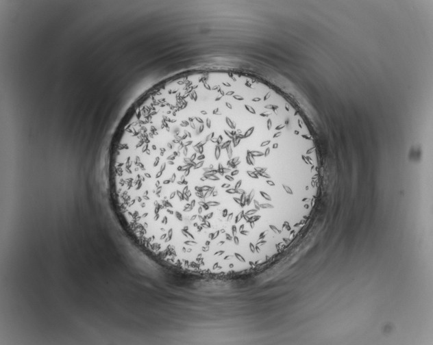 X0000102861083200809151205