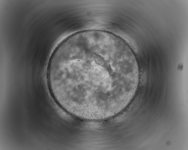 X0000102861086200809151205