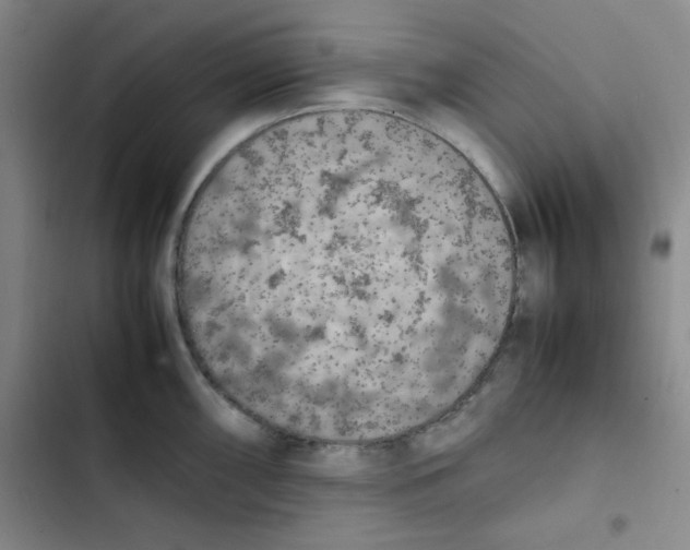 X0000102861098200809151205