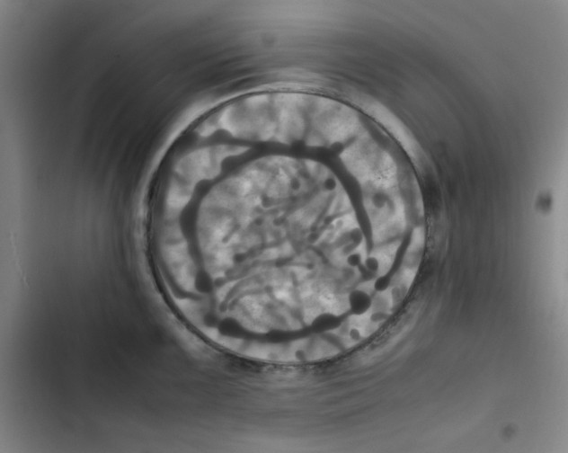 X0000102861099200809151205