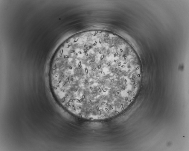 X0000102861235200809151203