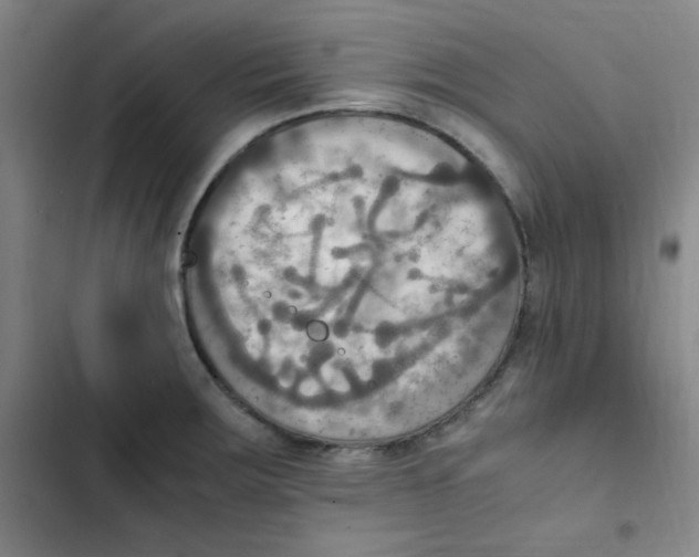 X0000102861283200809151202