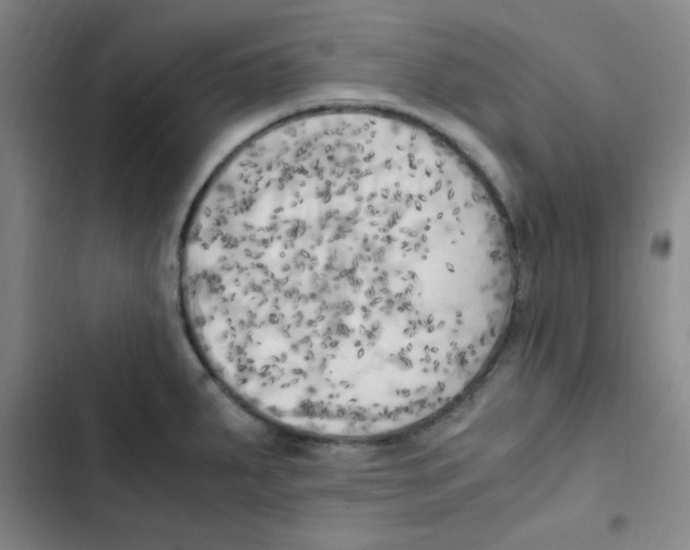 X0000102861287200809151202