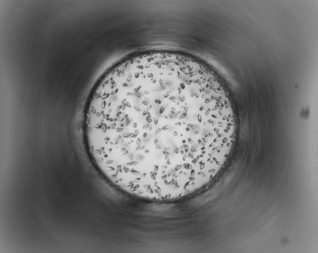 X0000102861325200809151202