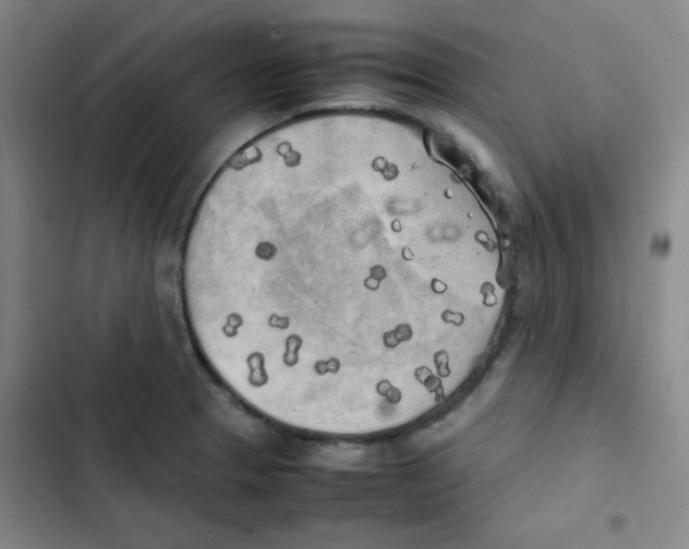 X0000102861329200809151202