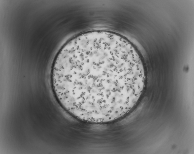 X0000102861333200809151202