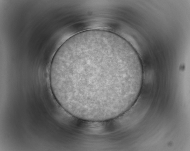 X0000102861338200809151202