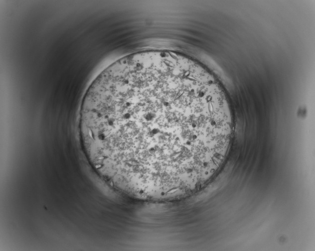 X0000102861378200809151201