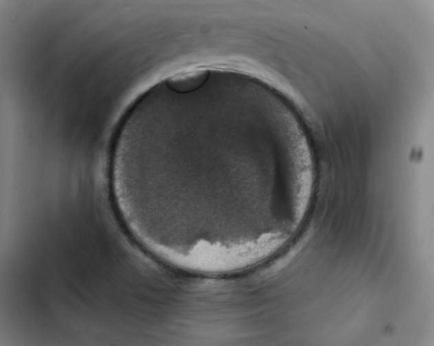 X0000102861506200809151158