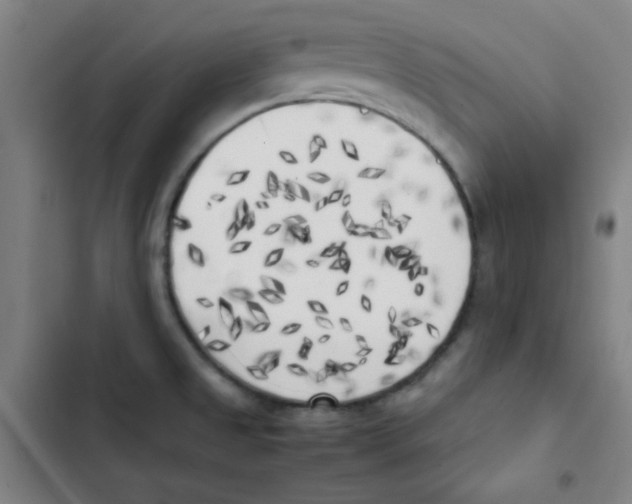 X0000102861525200809151159