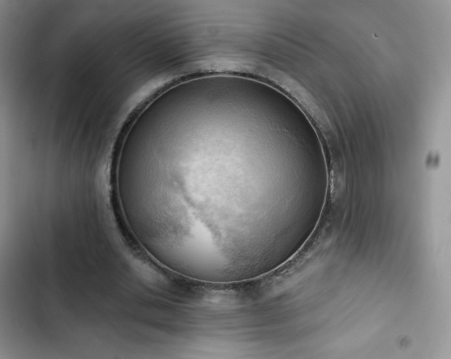 X0000102870438200808181509