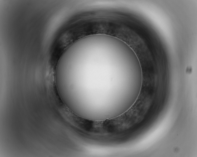 X0000102870766200808181506