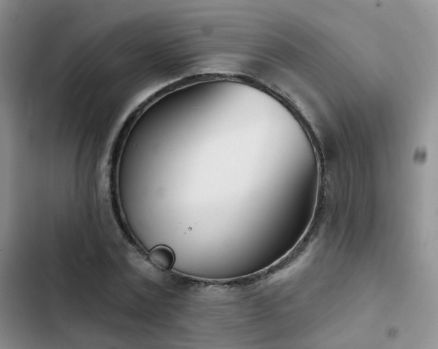 X0000102870779200808181505