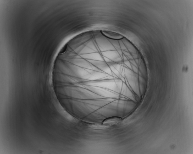 X0000103131296200808291307