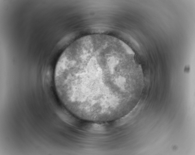 X0000103130166200809191949
