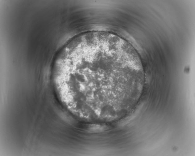 X0000103130347200809191946