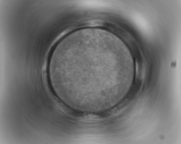 X0000103130387200809191946