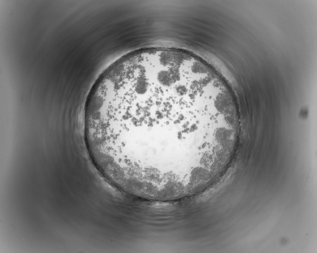 X0000103130839200809191939