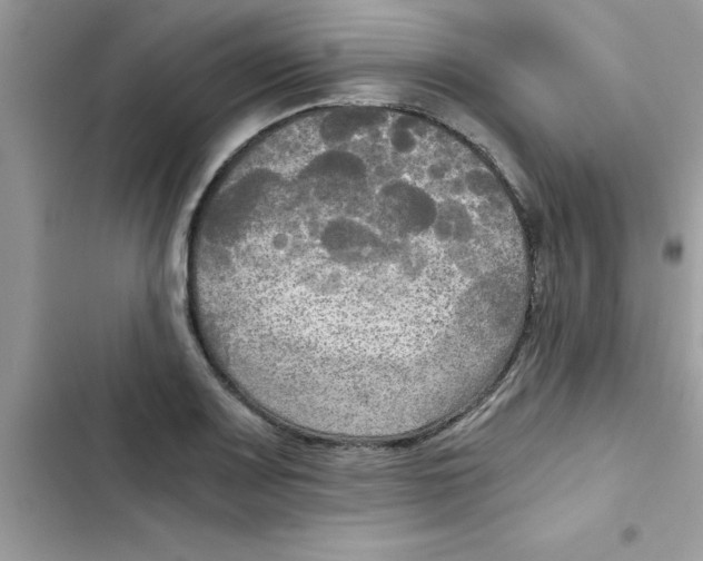 X0000103131083200809191935