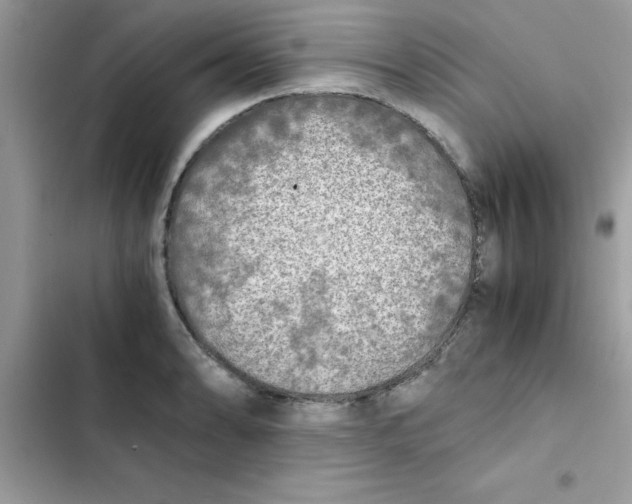 X0000103131086200809191935
