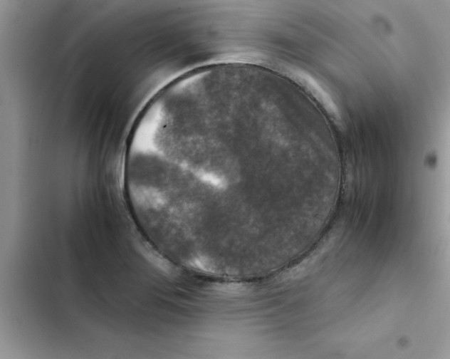 X0000103131276200809191932