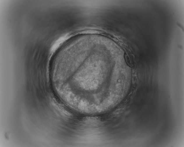 X0000103140296200809121800