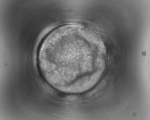 X0000103140294200809192011