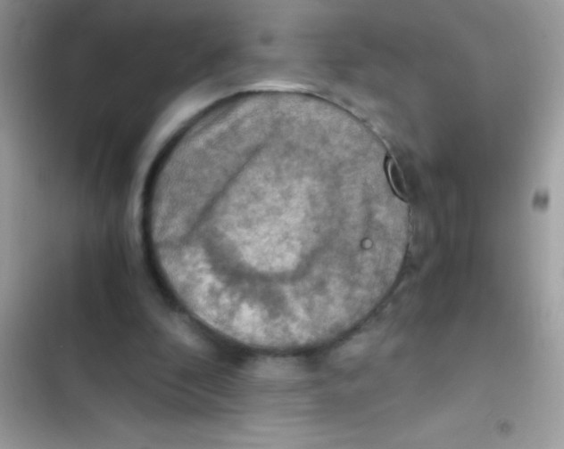 X0000103140296200809192011