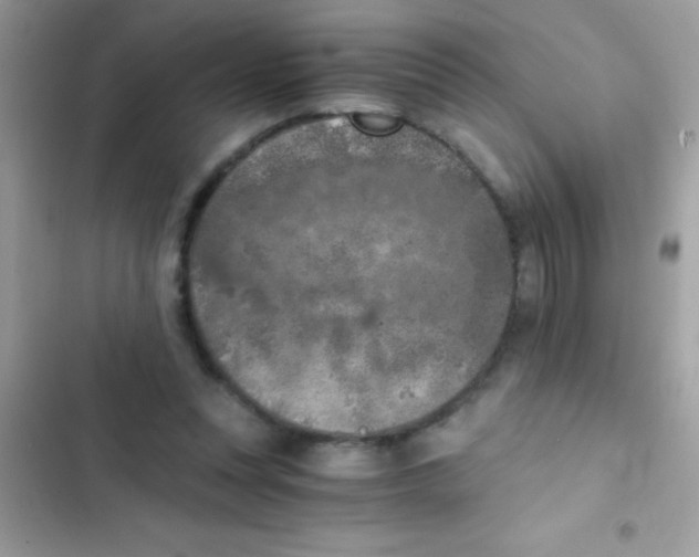 X0000103140351200809192010