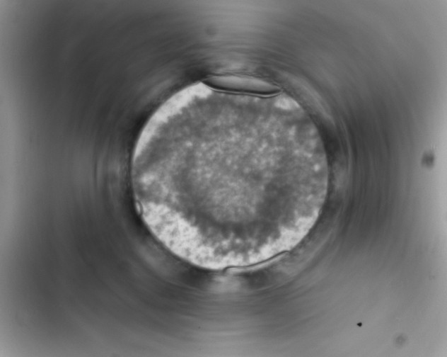 X0000103140376200809192011