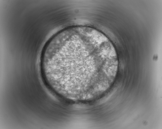 X0000103140630200809192006