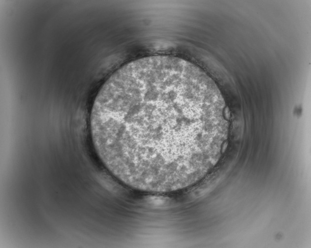 X0000103140654200809192006