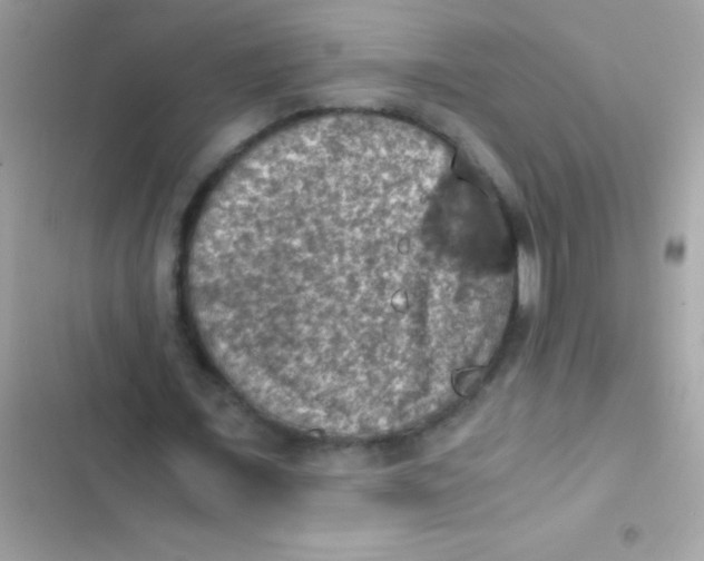 X0000103140675200809192006